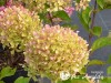 Hortenzija šluotelinė ,Romantic Ace' (lot. Hydrangea paniculata)